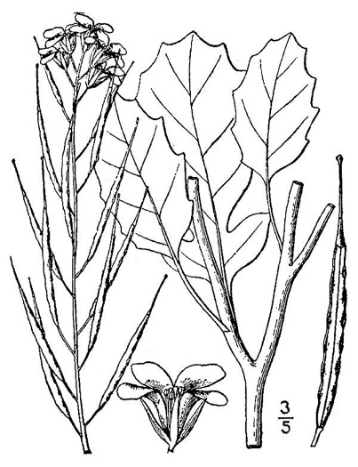 drawing of Brassica juncea, Mustard Greens, Indian Mustard, Brown Mustard, Chinese Mustard