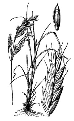 image of Bromus secalinus, Cheat, Common Chess, Rye-brome