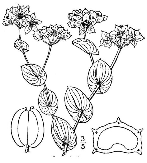 image of Bupleurum rotundifolium, Hound's-ear, Hare's-ear, Roundleaf Thoroughwax