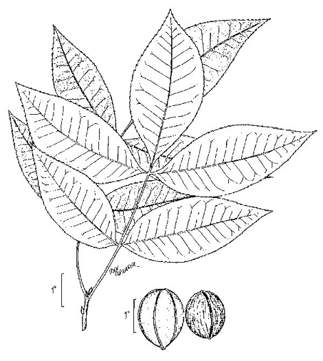 image of Carya myristiciformis, Nutmeg Hickory