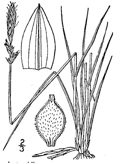 image of Carex pensylvanica, Pennsylvania Sedge, High Meadow Sedge