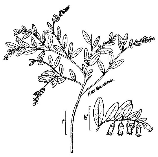 image of Chamaedaphne calyculata, Leatherleaf, Cassandra