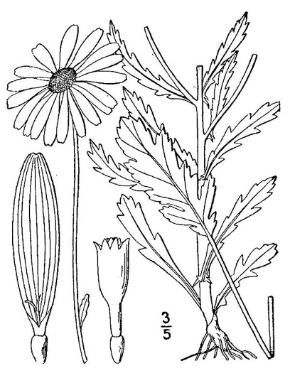 image of Leucanthemum vulgare, Oxeye Daisy, Common Daisy