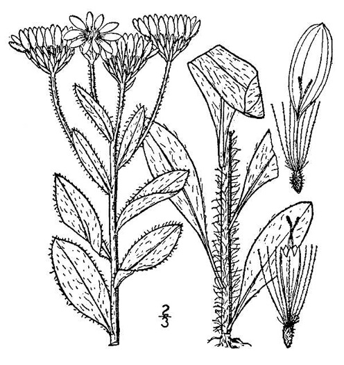 image of Chrysopsis mariana, Maryland Goldenaster