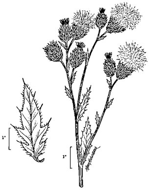 image of Cirsium arvense, Canada Thistle, Field Thistle