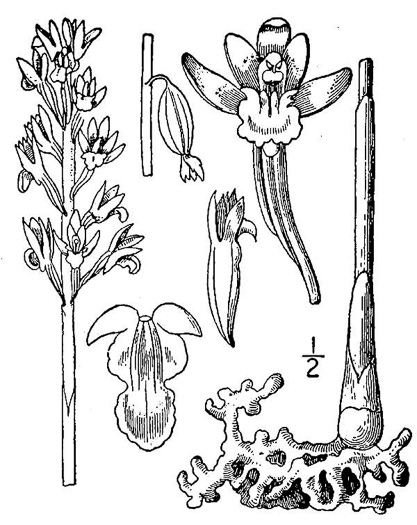 image of Corallorhiza maculata var. maculata, Eastern Spotted Coralroot, Summer Coralroot