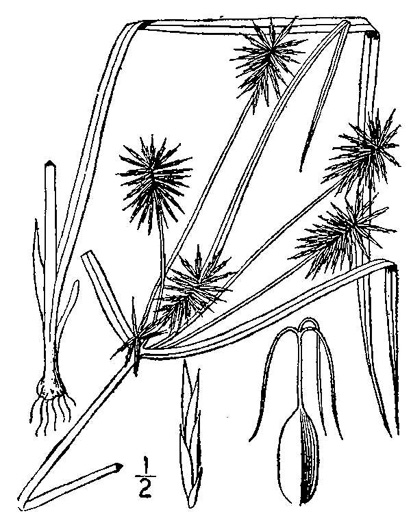 image of Cyperus lancastriensis, Many-flowered Flatsedge, Porter’s Flatsedge