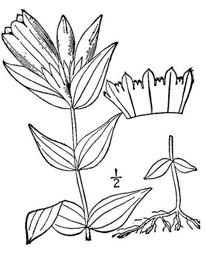 drawing of Gentiana catesbyi, Coastal Plain Gentian, Catesby's Gentian, Elliott's Gentian