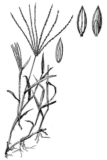 image of Digitaria sanguinalis, Hairy Crabgrass, Northern Crabgrass