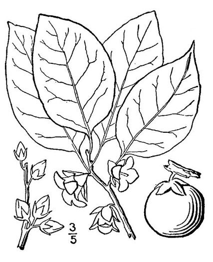 image of Diospyros virginiana, American Persimmon, Possumwood, Simmon