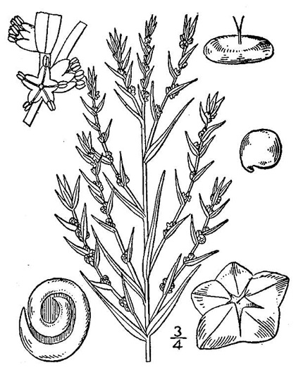 image of Suaeda linearis, Southern Sea-blite