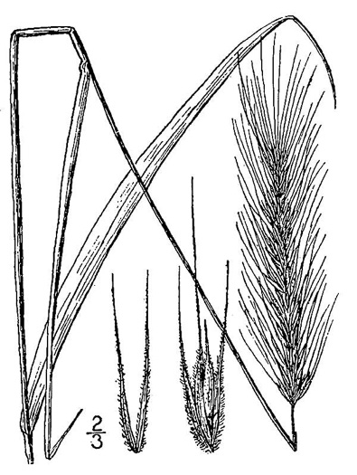 image of Elymus virginicus, Virginia Wild-rye, Common Eastern Wild-rye, Terrell Grass