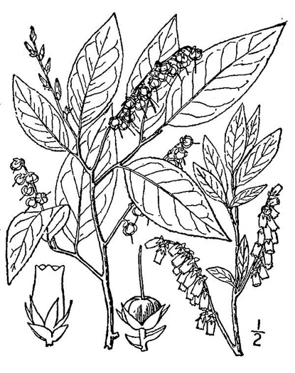 image of Eubotrys racemosus, Coastal Fetterbush, Swamp Sweetbells, Swamp Leucothoe, Swamp Fetterbush