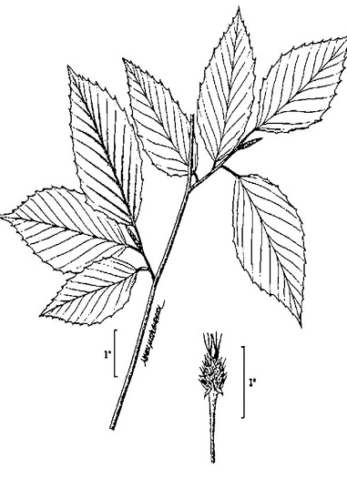 image of Fagus grandifolia +, American Beech