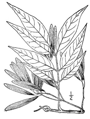 drawing of Fraxinus profunda, Pumpkin Ash