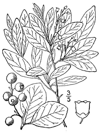 drawing of Gaylussacia frondosa, Dangleberry