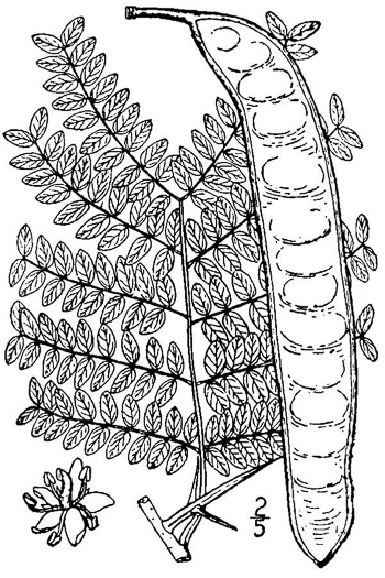 image of Gleditsia triacanthos, Honey Locust