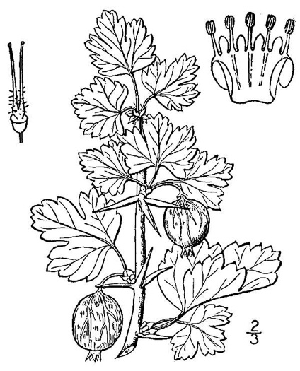 image of Ribes uva-crispa, Garden Gooseberry, European Gooseberry