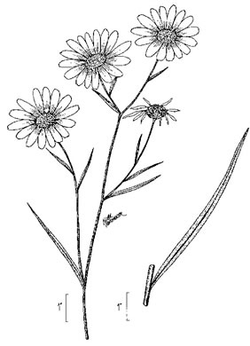 image of Helianthus angustifolius, Narrowleaf Sunflower, Swamp Sunflower