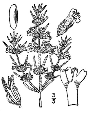 image of Hedeoma hispida, Rough Pennyroyal, Rough False Pennyroyal, Mock Pennyroyal