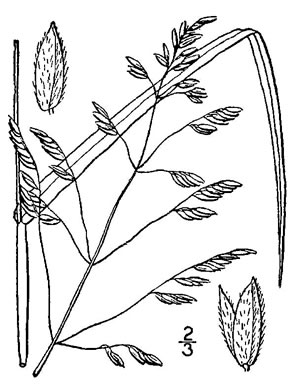 image of Leersia oryzoides, Rice Cutgrass