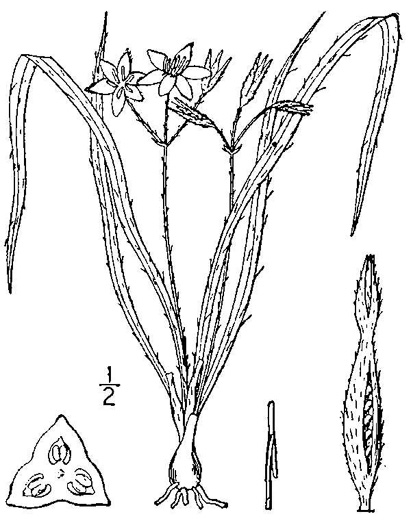 image of Hypoxis hirsuta, Yellow Stargrass, Hairy Yellow Stargrass, Common Stargrass, Upland Stargrass