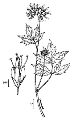 image of Hydrophyllum atranthum, Appalachian Waterleaf