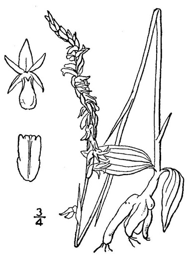 drawing of Spiranthes lacera var. gracilis, Southern Slender Ladies'-tresses