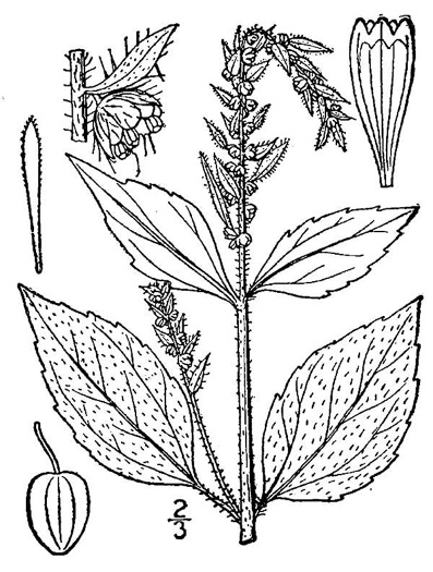 image of Iva annua, Sumpweed, Rough Marsh-elder, Annual Marsh-elder