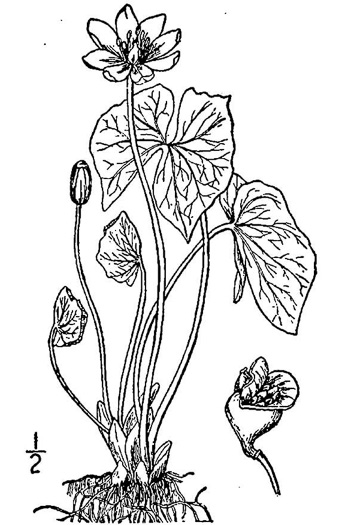 image of Jeffersonia diphylla, Twinleaf