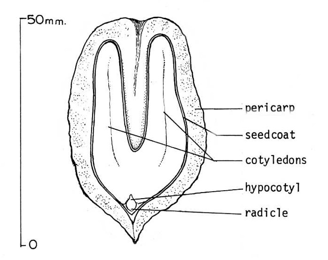 image of Juglans cinerea, Butternut, White Walnut