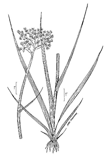 image of Lachnanthes caroliniana, Carolina Redroot