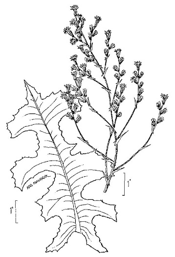 image of Lactuca serriola, Prickly Lettuce