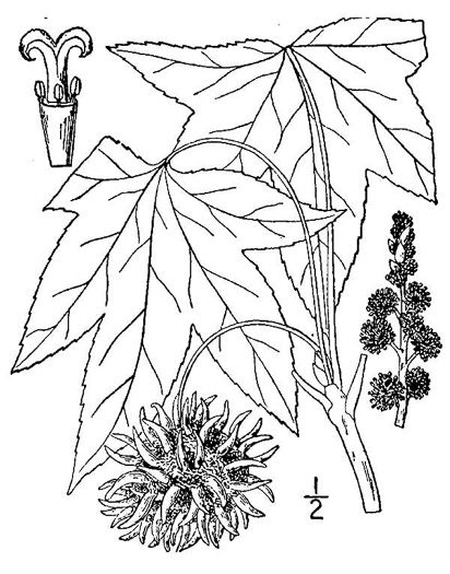 drawing of Liquidambar styraciflua, Sweetgum