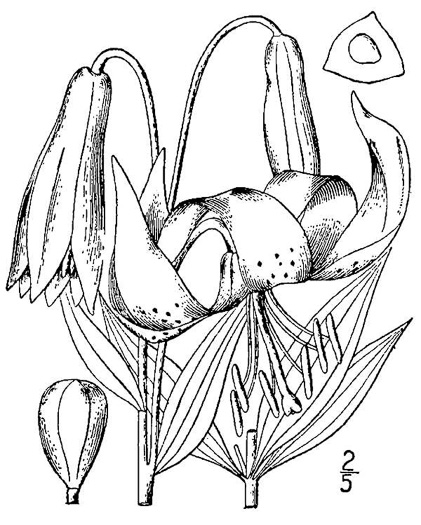 image of Lilium superbum, Turk's-cap Lily, Lily-royal, Superb Lily