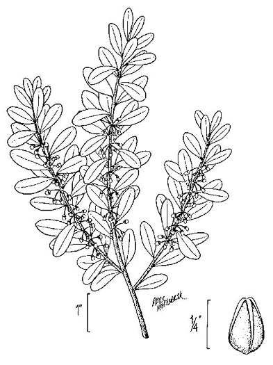 image of Lyonia ferruginea, Rusty Lyonia, Staggerbush, Dragonwood, Crookedwood