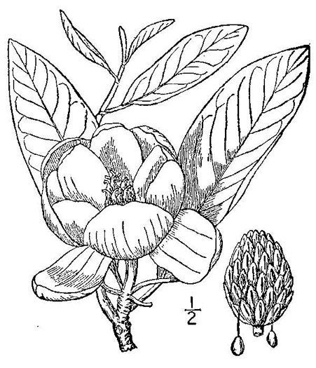 image of Magnolia virginiana +, Sweetbay, Sweetbay Magnolia, Swampbay