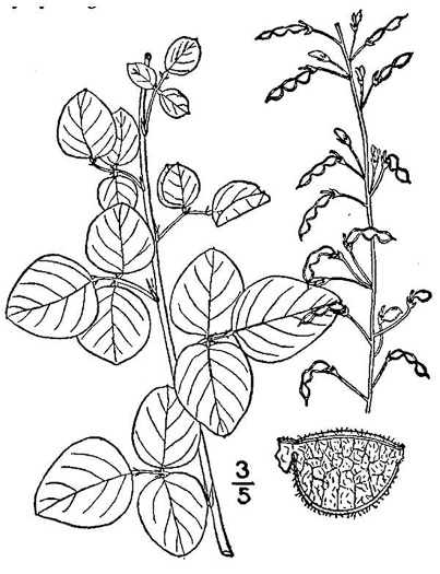 image of Desmodium lineatum, Matted Tick-trefoil, Sand Tick-trefoil