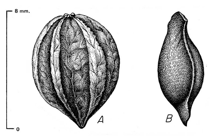 image of Melia azedarach, Chinaberry, Pride-of-India