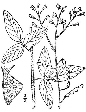 image of Desmodium perplexum, Perplexing Tick-trefoil, Dillen's Tick-trefoil