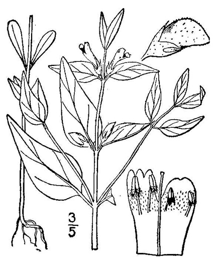 image of Melampyrum lineare, Cow-wheat