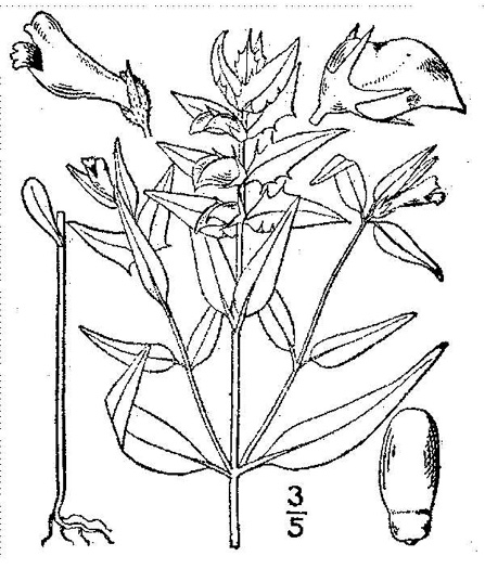 image of Melampyrum lineare, Cow-wheat