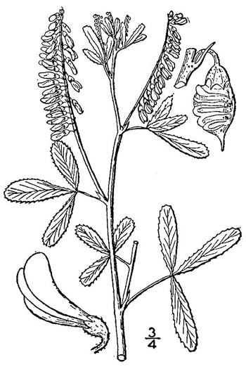 image of Melilotus officinalis, Yellow Sweetclover, Yellow Melilot, Ribbed Melilot