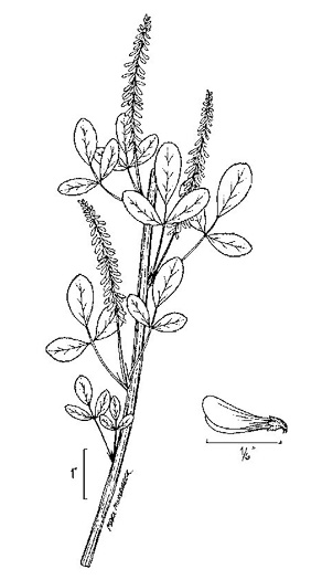 image of Melilotus officinalis, Yellow Sweetclover, Yellow Melilot, Ribbed Melilot