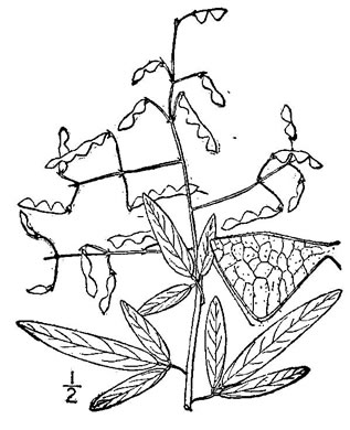 Desmodium paniculatum var. paniculatum, Panicled Tick-trefoil