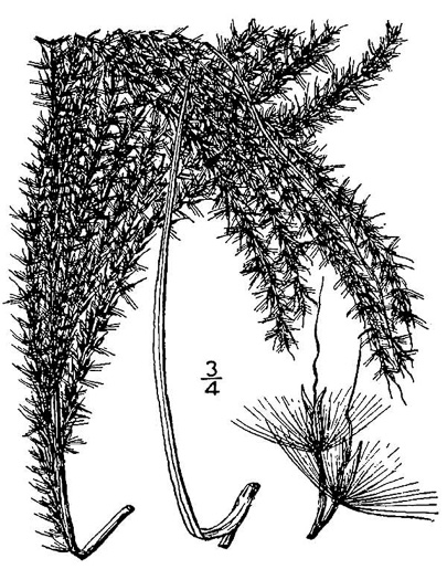 image of Miscanthus sinensis, Chinese Silvergrass, Eulalia