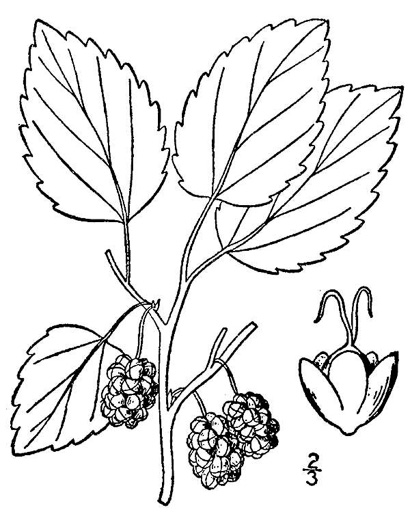 image of Morus alba, White Mulberry, Silkworm Mulberry, Russian Mulberry