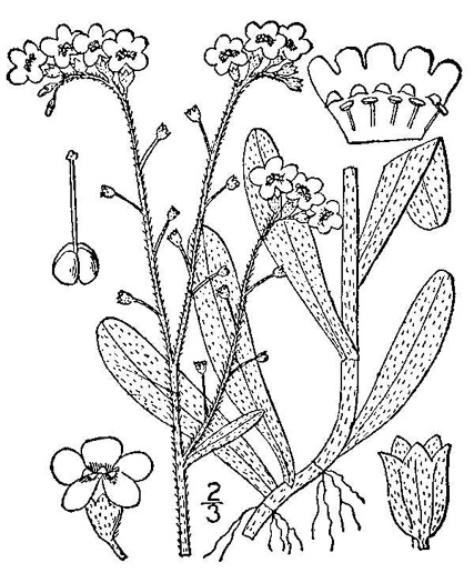 drawing of Myosotis scorpioides, Water Scorpion-grass, True Forget-me-not