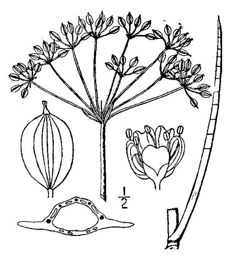 image of Tiedemannia filiformis ssp. filiformis, Water Dropwort, Water Cowbane