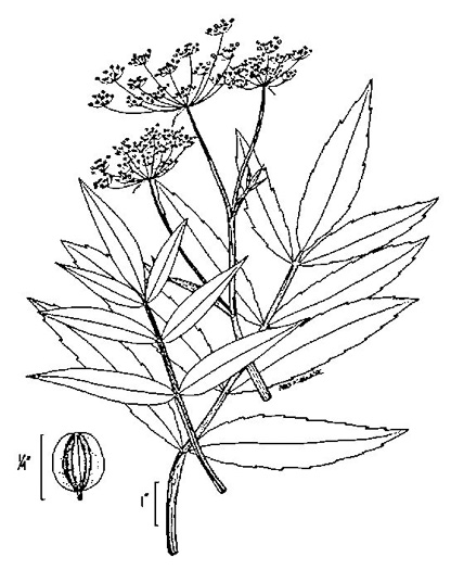 image of Oxypolis rigidior, Cowbane, Pig-potato, Stiff Cowbane